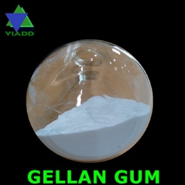 Gellan Gum